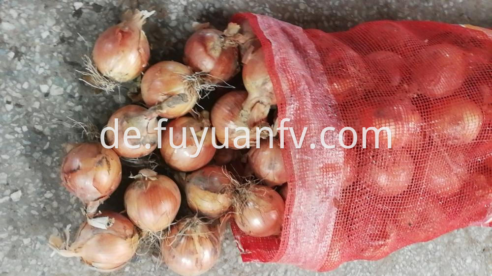 Fresh Gansu Onion